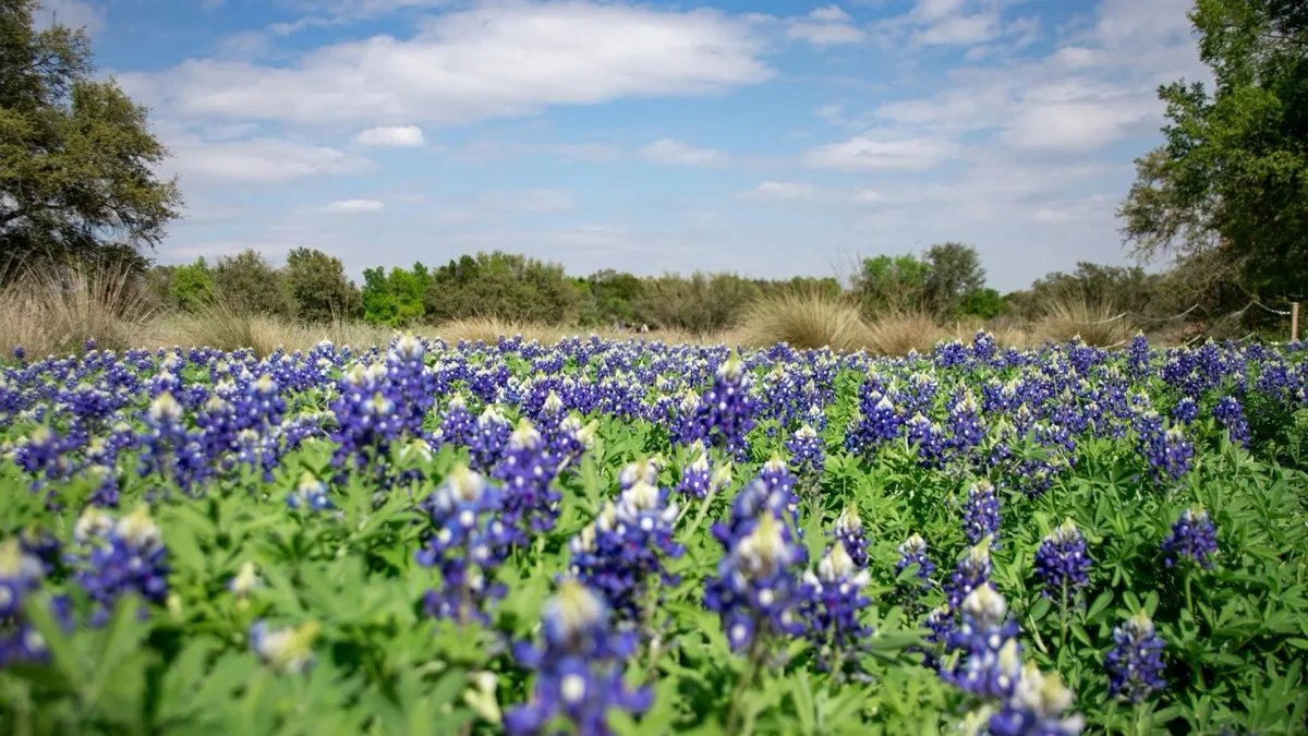 Texas landscape