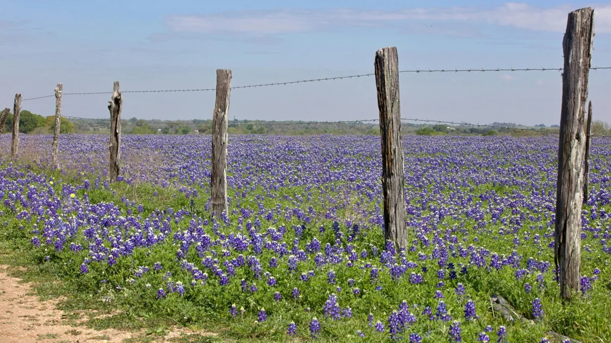 Texas landscape